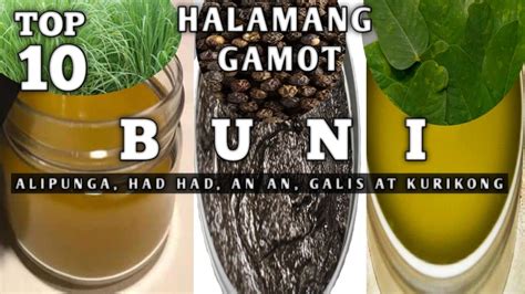halamang gamot sa baboy|MABISANG GAMOT PARA SA BABOY NA WALANG .